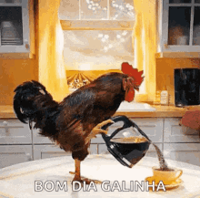 Bom Dia Galinha Good Morning Chicken GIF - Bom Dia Galinha Good Morning Chicken Chicken GIFs