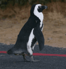 penguin penguins