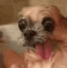 Funny Animals Dog GIF - Funny Animals Dog Dying GIFs