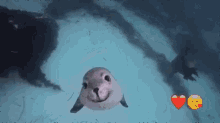 Seal Animal GIF - Seal Animal Happy GIFs