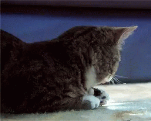 samuel-l-jackson-cat.gif