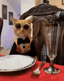 Cat Drinkin Wine GIF - Cat Drinkin Wine Gato GIFs