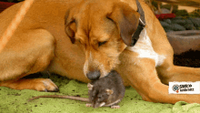 Rat Ratdog GIF - Rat Ratdog Dog GIFs