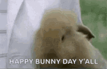 Happy Bunny Funny Animals GIF - Happy Bunny Funny Animals Cute GIFs