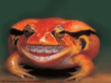 Smiling Frog Braces GIF - Smiling Frog Frog Braces GIFs