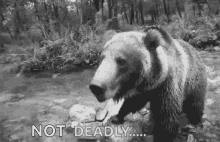 Rawr Bear GIF - Rawr Bear Scary GIFs