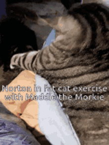 Catzercise Norton Fat Cat GIF - Catzercise Norton Fat Cat Maddie Morkie GIFs
