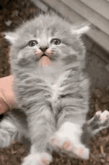 Cute Kitten GIF - Cute Kitten Cute Cat GIFs
