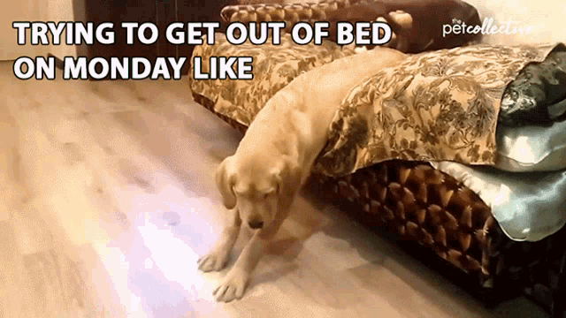 Trying To Get Out Of Bed On Monday Like Monday Be Like Gif Trying To Get Out Of Bed On Monday Like Monday Be Like Tired Descubre Comparte Gifs