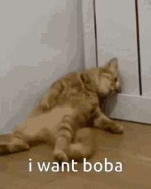 I Want Boba Cat GIF - I Want Boba Cat Boba GIFs