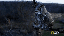 standing still great horned owl on the hunt im watching you i have my eyes on you waiting