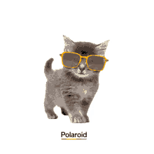 polaroid polaroid eyewear eyewear sunglasses green sunglasses