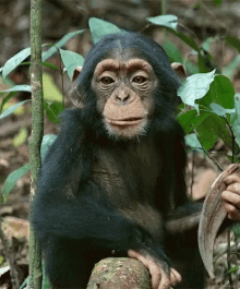 बन्दर चबाना खाना भूख GIF - Monkey Chew Jungle GIFs