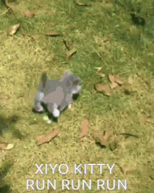Xiyo Xiyo Kitty GIF - Xiyo Xiyo Kitty Mimi And Xiyo GIFs