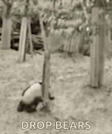 Panda Drop GIF - Panda Drop Bamboo GIFs