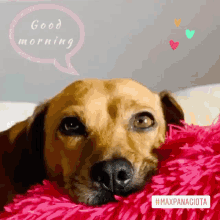 Good Morning Dog GIF - Good Morning Morning Dog GIFs