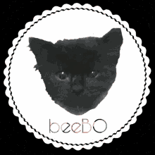 kucing black cat bulus beebo hitam
