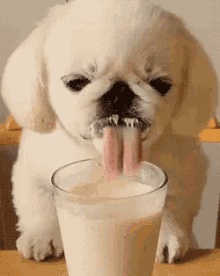 Drinking Thirsty GIF - Drinking Thirsty Dog GIFs