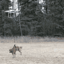 Drone Dog GIF - Drone Dog Fly GIFs