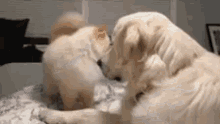 golden retriever dog doggo cute cat