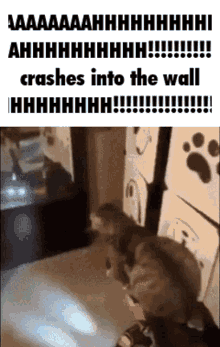 Cat Hoverboard GIF - Cat Hoverboard Crashing Into Wall GIFs