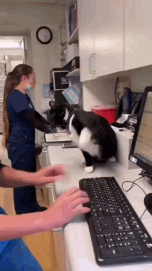 Cat Tuxedo Cat GIF - Cat Tuxedo Cat Swat GIFs