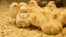 Confuse Chicks GIF - Confuse Chicks Bb8 GIFs