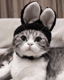 Cat Rabbit GIF - Cat Rabbit GIFs