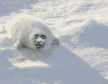 Dh9511dh Snow GIF - Dh9511dh Snow Seal GIFs