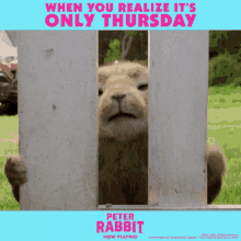 Peter Rabbit Thursday GIF - Peter Rabbit Thursday Peter Rabbit Gifs GIFs