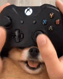 Pomeranian Gamer GIF - Pomeranian Gamer Xbox GIFs
