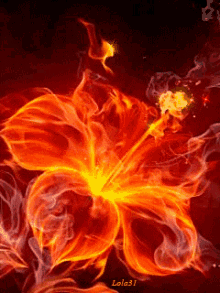 fire flower