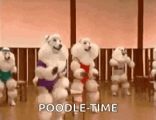 Dance Poodle GIF - Dance Poodle Dogs GIFs