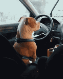 Pitbull Drivers GIF - Pitbull Drivers Seat GIFs