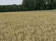 Funny Happy GIF - Funny Happy Searching GIFs