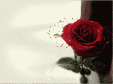 Flor Com Corações GIF - Rose GIFs