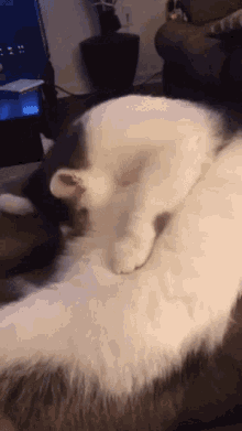 Cat Cat Licking GIF - Cat Cat Licking Grooming GIFs