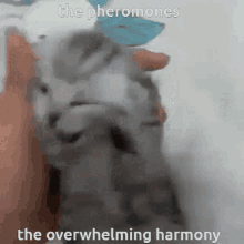 The Pheromones The Overwhelming Harmony GIF - The Pheromones The Overwhelming Harmony Overwhelming GIFs