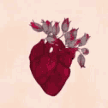 cora heart