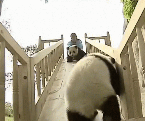 Panda Baby Panda Gif Panda Baby Panda Panda On Slide Discover Share Gifs
