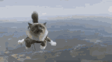 Sky Skydiving GIF - Sky Skydiving Cat GIFs