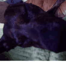 dog sleepy