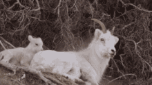 Goat Baby Goat GIF - Goat Baby Goat Cute GIFs