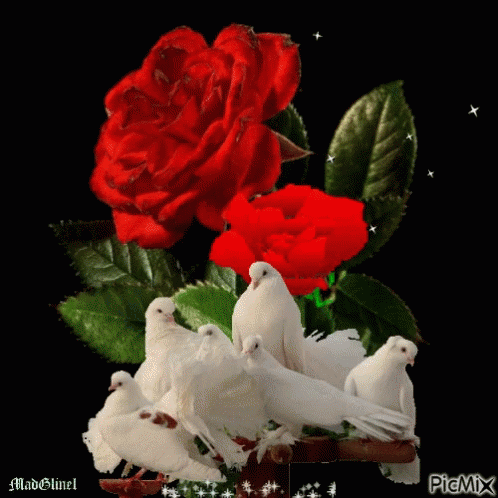 Red Roses GIF - Red Roses White - Discover & Share GIFs
