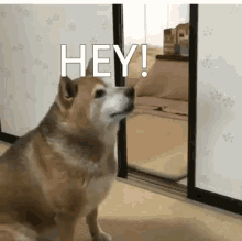 Dog Hey GIF - Dog Hey Look At That Shit GIFs