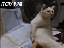 Cat Itchy GIF - Cat Itchy Bum GIFs