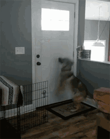 Excited Happy GIF - Excited Happy Dog GIFs