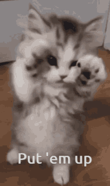 Kitten Cute GIF - Kitten Cute Fight GIFs