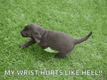 Broken Leg Cute GIF - Broken Leg Cute Puppy GIFs