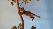 Windy GIF - Windy Cat Holding On GIFs
